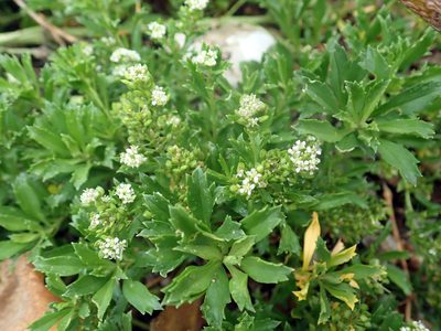 Lepidium oblitum, photographed by Peter de Lange