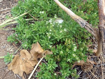 Lepidium oblitum, photographed by Peter de Lange