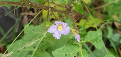 Solanum prinophyllum, photographed by ianrainbow