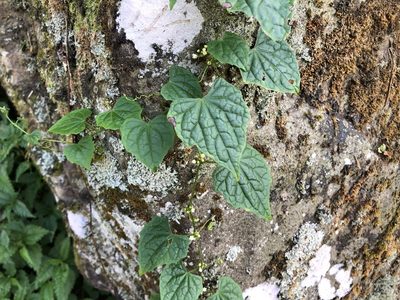 Zehneria guamensis, photographed by Cheng-Tao Lin