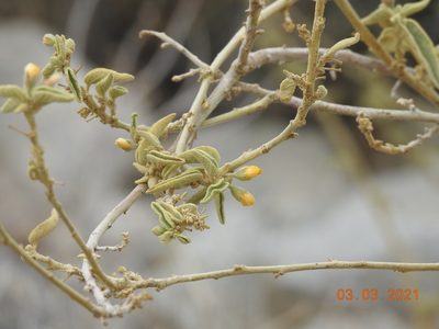 Horsfordia newberryi, photographed by Diana