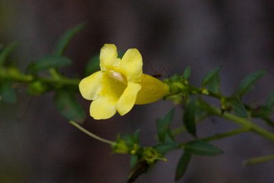 Aureolaria levigata, photographed by Ken-ichi Ueda