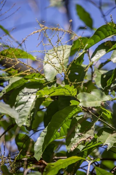 Symmeria paniculata, photographed by Luis Rubio-Yépez