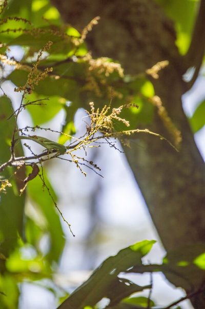 Symmeria paniculata, photographed by Luis Rubio-Yépez