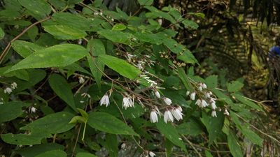 Deutzia taiwanensis, photographed by Cheng-Te Hsu