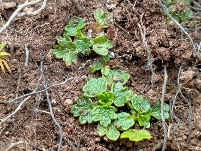 Ranunculus recens, photographed by John Barkla