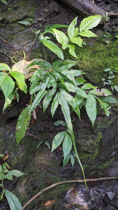 Bolbitis heteroclita, photographed by Cheng-Te Hsu