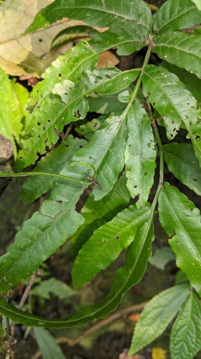 Bolbitis heteroclita, photographed by Cheng-Te Hsu