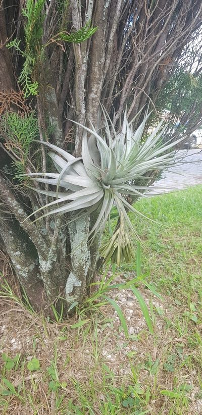Tillandsia gardneri, photographed by LPB