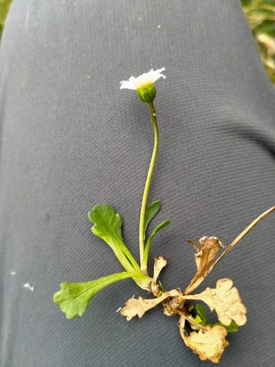 Brachyscome radicata, photographed by John Barkla