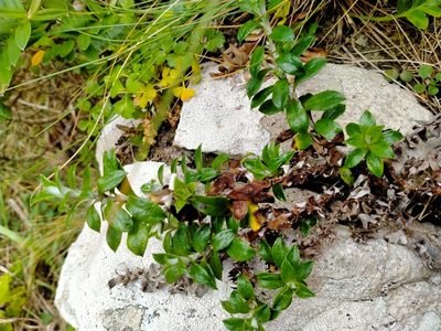 Anaphalioides hookeri, photographed by John Barkla