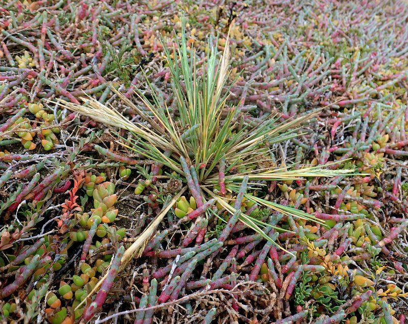 Puccinellia walkeri, photographed by Peter de Lange