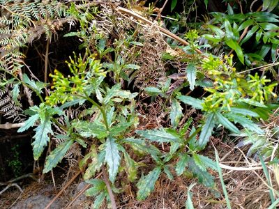 Senecio biserratus, photographed by John Barkla