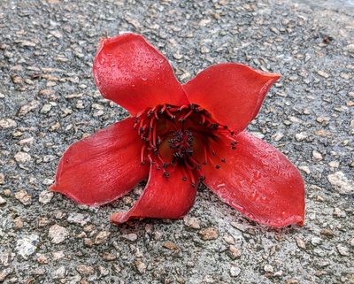 Bombax ceiba, photographed by portioid
