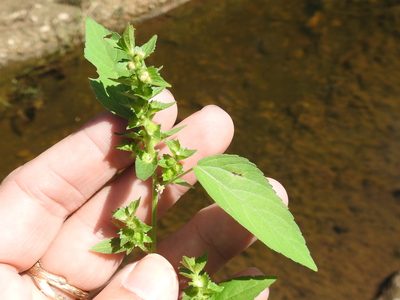 Acalypha neomexicana, photographed by Sam Kieschnick