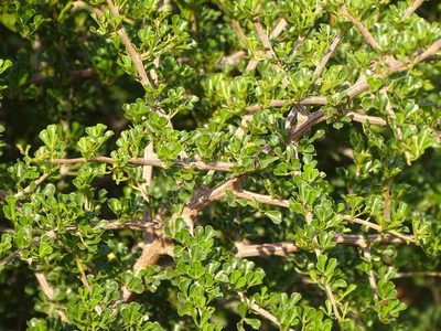 Searsia burchellii, photographed by Shaun Swanepoel