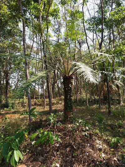 Cycas circinalis, photographed by Navaneeth Sini George