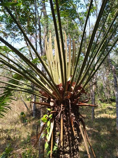 Cycas circinalis, photographed by Navaneeth Sini George