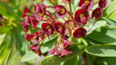 Euphorbia atropurpurea, photographed by Georg E