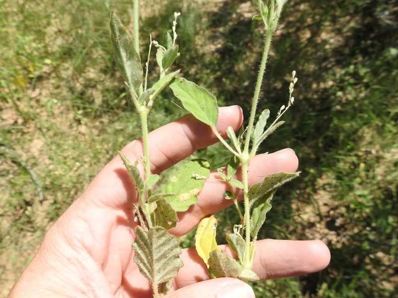 Boerhavia spicata, photographed by Sam Kieschnick