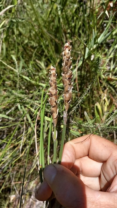Elegia fistulosa, photographed by kevin koen