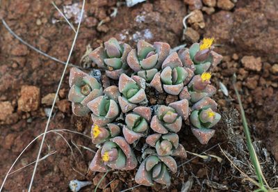 Stomatium braunsii, photographed by Ricus Nel