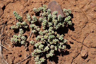 Crassula corallina, photographed by Ricus Nel