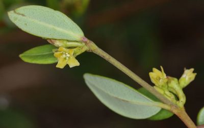 Cryptolepis oblongifolia, photographed by Alan Manson