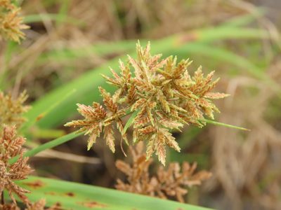 Cyperus pilosus, photographed by chiuluan