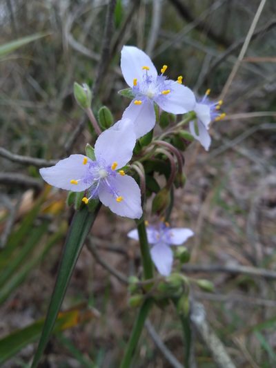 Tradescantia roseolens, photographed by Scott Ward