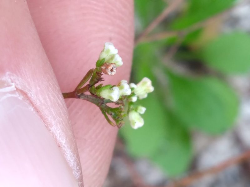 Paronychia americana, photographed by Scott Ward