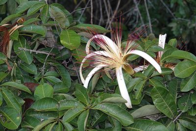 Pachira aquatica, photographed by desertnaturalist