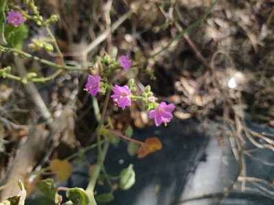 Mirabilis viscosa, photographed by monictoz