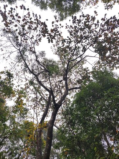 Artocarpus chama, photographed by T R Shankar Raman