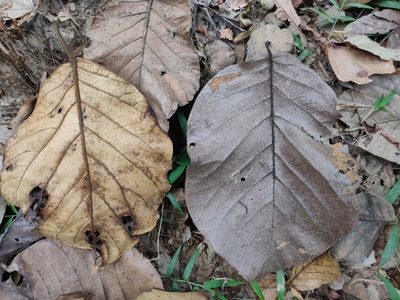 Artocarpus chama, photographed by T R Shankar Raman