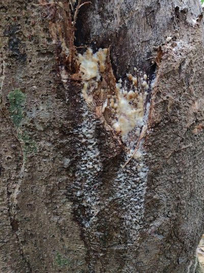 Artocarpus chama, photographed by T R Shankar Raman