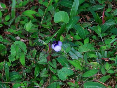 Torenia bicolor, photographed by Ajit Ampalakkad
