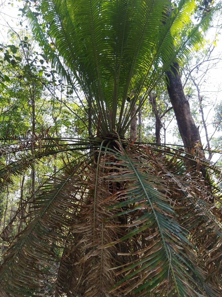Cycas circinalis, photographed by Navaneeth Sini George