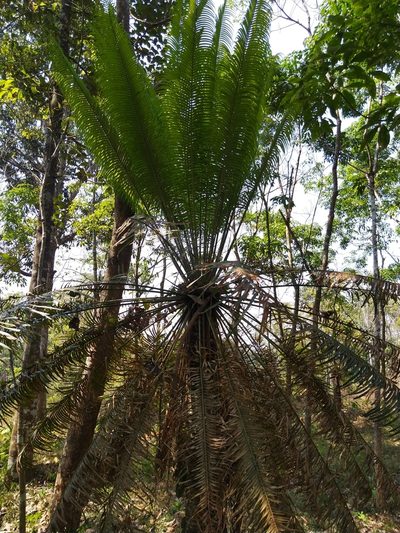 Cycas circinalis, photographed by Navaneeth Sini George