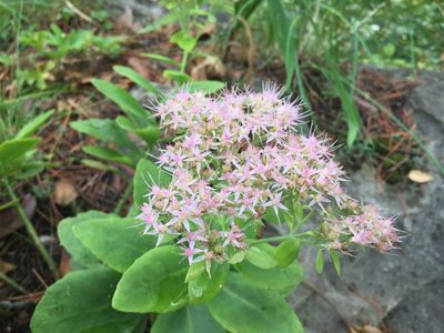 Hylotelephium spectabile, photographed by Kim, Hyun-tae