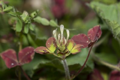 Trifolium clypeatum, photographed by Eleftherios Katsillis