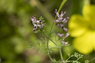 Fumaria parviflora, photographed by Eleftherios Katsillis