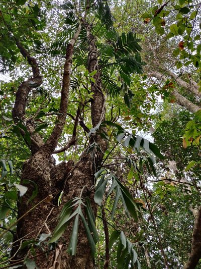 Rhaphidophora decursiva, photographed by T R Shankar Raman