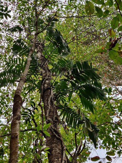Rhaphidophora decursiva, photographed by T R Shankar Raman