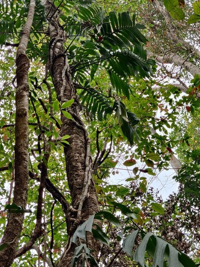 Rhaphidophora decursiva, photographed by T R Shankar Raman
