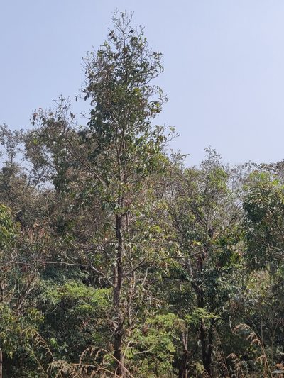 Schima wallichii, photographed by T R Shankar Raman