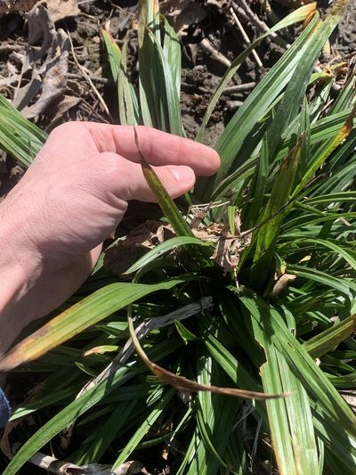 Carex hendersonii, photographed by Tom Erler