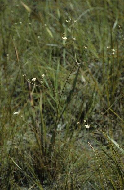 Alepidea capensis, photographed by Tom Lloyd Evans