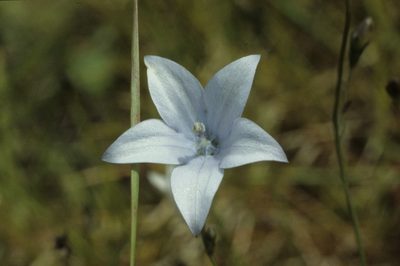 Wahlenbergia undulata, photographed by Tom Lloyd Evans