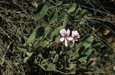 Pelargonium ovale, photographed by Tom Lloyd Evans